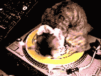 un chat a moi